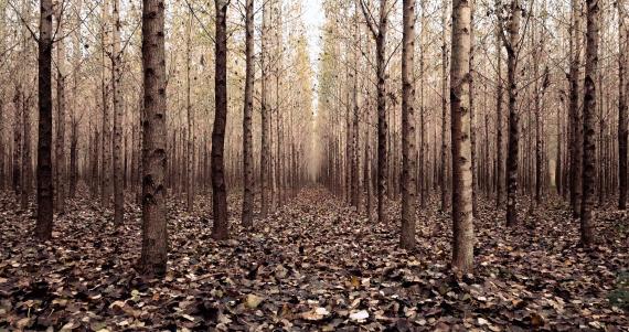 Daniel Peterson & Adam S Hogan -   Foresta (open wood) | Video still