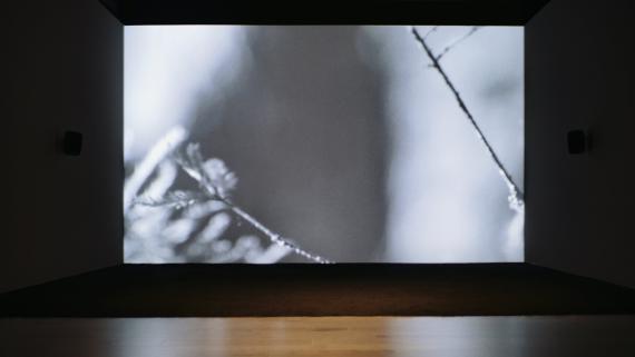 silent forest (installation view)
