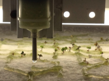 Capacity for (urban eden, human error) | By Allison Kudla