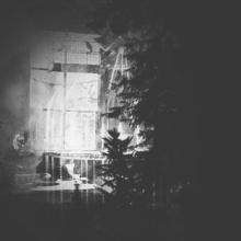 The Woods Enclose