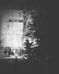 The Woods Enclose