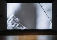 silent forest (installation view)